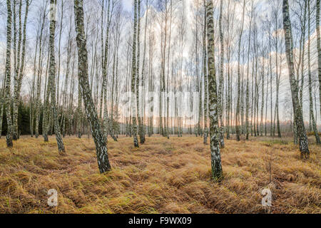 Autumnal Forest with White Birch, Yellow Dried Grass, Sunset Clouds in Background Stock Photo