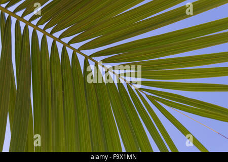palm tree leaf detail on blue sky