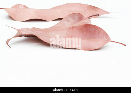 Dried eucalyptus leaves on white background Stock Photo