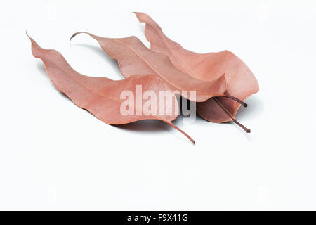 Dried eucalyptus leaves on white background Stock Photo