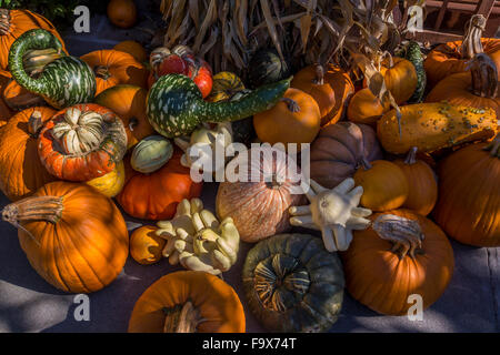 Seasonal autumn harvest at Peju Province Winery in Rutherford in the Napa Valley in Napa County California United States Stock Photo