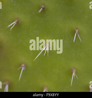 Thorns / Spikes on cactus plant macro. Cactus detail Stock Photo