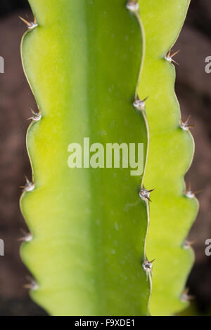 Cactus plant detail - green cactus macro Stock Photo