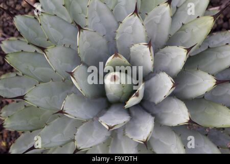 cactus plant closeup - nature pattern detail Stock Photo