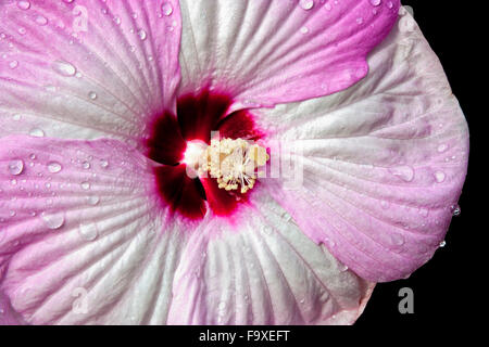a delicate  pink hibiscus flower called Luna pink swirl
