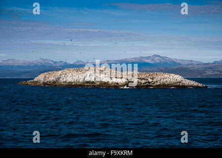 Sea lions and cormorants on island in Beagle Channel, Ushuaia, Tierra del Fuego, Patagonia, Argentina, South America Stock Photo