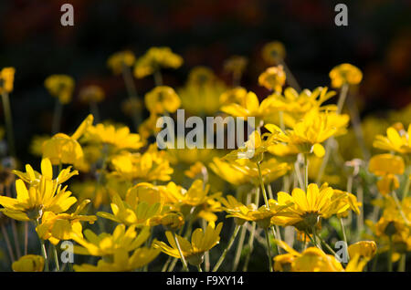 Yellow flowers, Golden daisy bush, Euryops pectinatus in sunlight, garden. Stock Photo