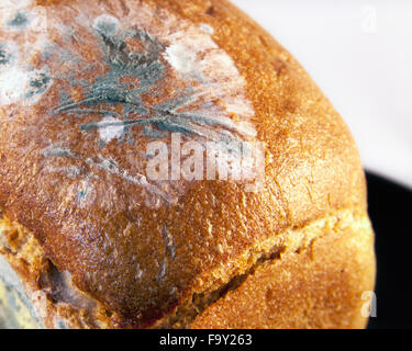 Moldy bread Stock Photo