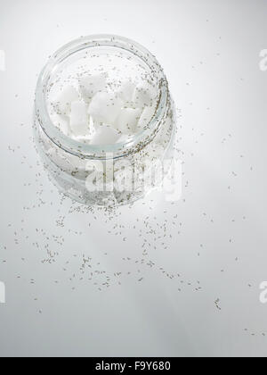 cube sugar in cup cake mold surrounded with ants Stock Photo - Alamy
