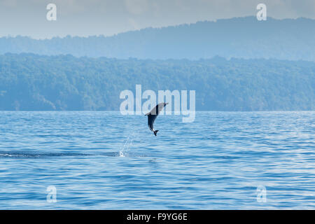 Inshore Pantropical Spotted Dolphin, Stenella attenuata graffmani, jumping, Drake Bay, Osa Peninsuala, Costa Rica, Pacific Ocean