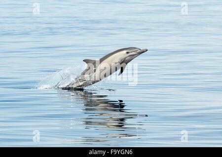 Short-beaked Common Dolphins, porpoising, Delphinus delphis. Drake Bay, Osa Peninsula, Costa Rica, Pacific Ocean. Stock Photo