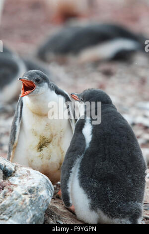 Gentoo penguin chicks, Pygoscelis papua. Hannah Point, South Shetland Islands Stock Photo