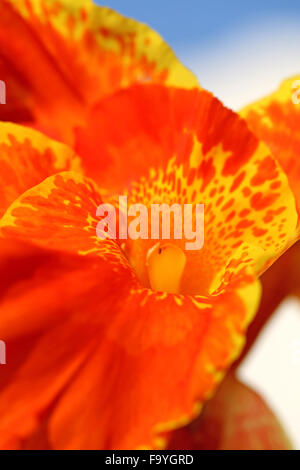 Beautiful bright red flower photographed close up Stock Photo