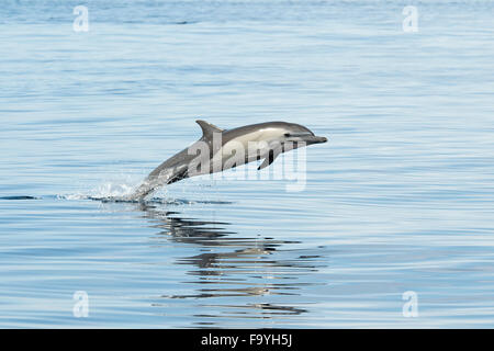 Short-beaked Common Dolphins, porpoising, Delphinus delphis. Drake Bay, Osa Peninsula, Costa Rica, Pacific Ocean. Stock Photo