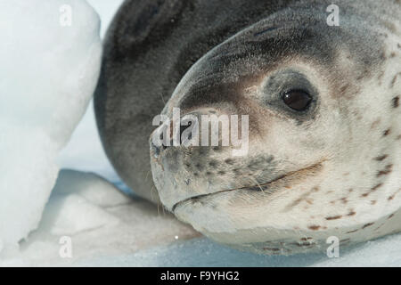 Leopard Seal (Hydrurga leptonyx), portrait on iceberg. Pleneau Island, Antarctic Peninsula. Stock Photo