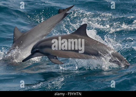 Hawaiian/Grays Spinner Dolphins, Stenella longirostris, porpoising, Maldives, Indian Ocean.