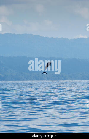 Inshore Pantropical Spotted Dolphin, Stenella attenuata graffmani, jumping, Drake Bay, Osa Peninsuala, Costa Rica, Pacific Ocean Stock Photo