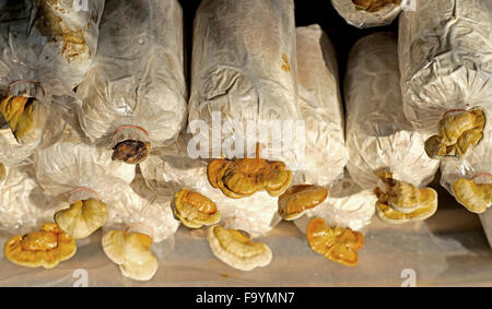 chinese traditional medicine lingzhi mushroom, ganoderma lucidum in nursery bag Stock Photo