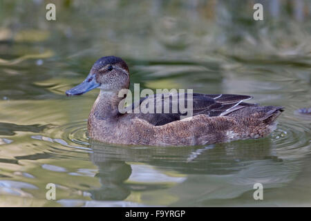 Female Black-headed Duck, Heteronetta atricapilla Stock Photo