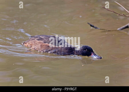 Male Black-headed Duck, Heteronetta atricapilla on the water Stock Photo