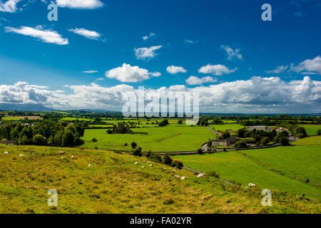 Herd Of Cattle In Landscape Of Tipperary In Ireland Stock Photo