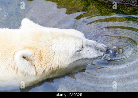 White Polar Bear Relaxing In Water Stock Photo