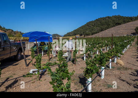 winery workers, pruning grapevines, working in vineyard, vineyards, Odette Estate Winery, Silverado Trail, Napa Valley, Napa County, California Stock Photo