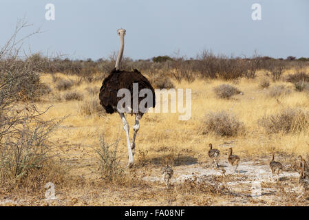 Family of Ostrich with chicken, Struthio camelus, in Etosha Park, Oshana Namibia, South Africa, true wildlife photography Stock Photo