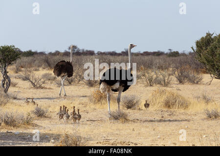 Family of Ostrich with chicken, Struthio camelus, in Etosha Park, Oshana Namibia, South Africa, true wildlife photography Stock Photo