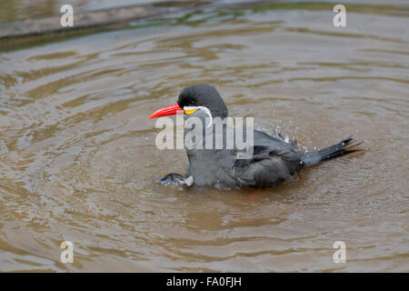 Inca Tern; Larosterna inca Single Bathing; Living Coasts; UK Stock Photo
