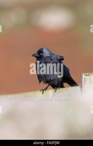 Jackdaw; Corvus monedula Single on Fence Cornwall; UK Stock Photo
