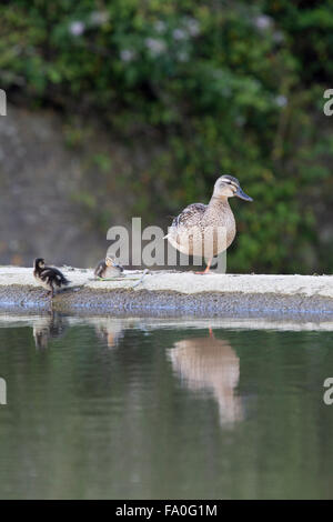 Mallard; Anas platyrhynchos Single Female with Ducklings; Cornwall; UK Stock Photo