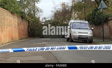 A tree blocks the road and lays on a car during heavy winds with storm ...