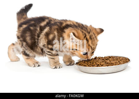 British kitten eats dry food Stock Photo