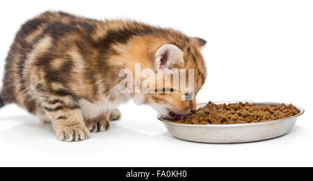 British kitten eats dry food Stock Photo