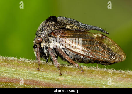 Tree hopper (Centrotus cornutus). A bug in the order Hemiptera, seen in profile with view of magnificent horns Stock Photo