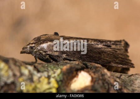 Wax moth (Galleria mellonella). A distinctive moth in family Pyralidae, shown in profile at rest on wood Stock Photo