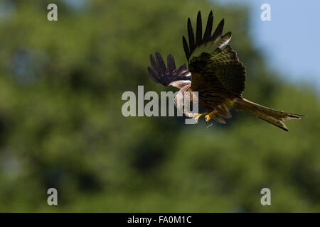 Red kite (Milvus milvus) feeding on the wing; Rhayadar Wales UK Stock Photo