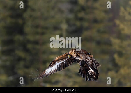 Golden eagle (Aquila chrysaetos) in flight, Utajärvi Finland Stock Photo