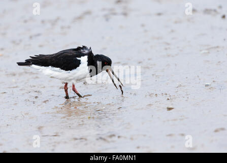 Oystercatchers (Haematopus ostralegus) feeding in harbour mud and catching a worm; Norfolk, England, UK Stock Photo