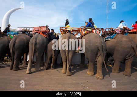 Rear view of elephants eating large amounts of fruits at the elephant breakfast buffet portion of the annual Surin Elephant Roun Stock Photo