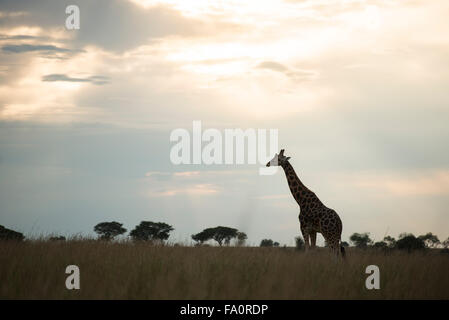 Rothschild's giraffes (Giraffa camelopardus rothschildi), Murchison Falls National Park, Uganda Stock Photo