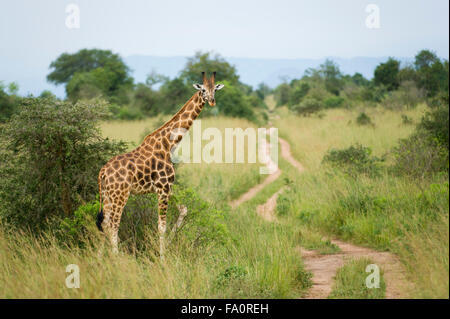 Rothschild's giraffe (Giraffa camelopardus rothschildi), Murchison Falls National Park, Uganda Stock Photo