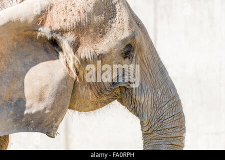 African Elephant Close Up In South Africa Stock Photo