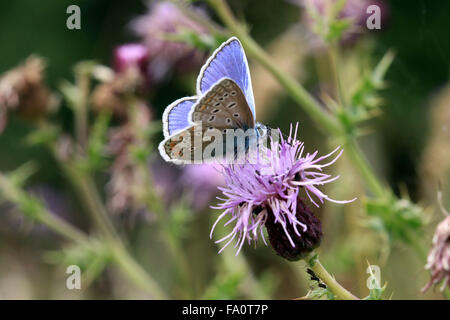Underside of the Common Blue butterfly Polyommalus icarus on a flower head in the English countryside UK Stock Photo