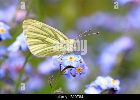 Green Veined White Pieris napi butterfly on forget me not  flower head in an English cottage garden Stock Photo