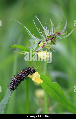 Heath Fritillary butterfly Larva caterpillar  Mellicta uthalia in the RSPB owned nature reserve at Blean Woods near Canterbury in Kent England Stock Photo