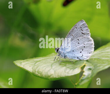 Holly blue butterfly Celastrina argiolus Stock Photo
