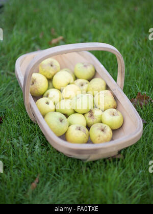 A basket of freshly picked apples Stock Photo