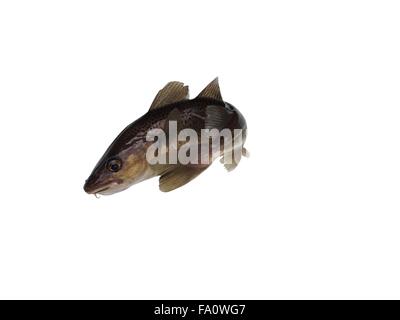 big cod fish on a white background Stock Photo